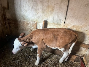 Vand doi taurasi - imagine 2