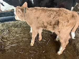 Vand doi taurasi - imagine 4