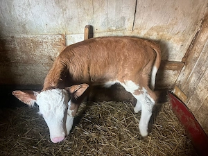 Vand doi taurasi - imagine 3