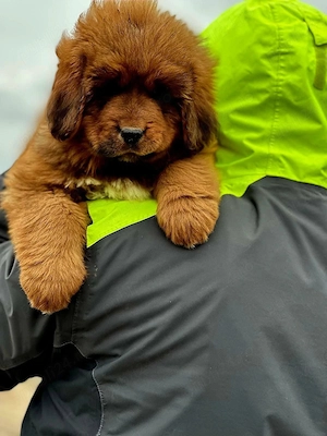 Pui Mastiff Tibetan  - imagine 2