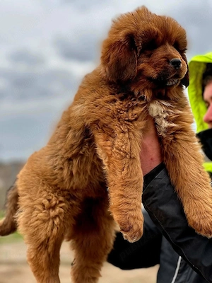 Pui Mastiff Tibetan  - imagine 3