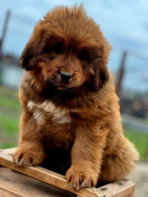 Pui Mastiff Tibetan  - imagine 5