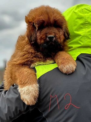 Pui Mastiff Tibetan  - imagine 4
