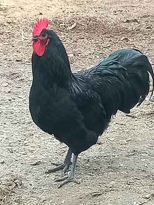 Australorp negru, Wyandotte auriu 2025 - imagine 2
