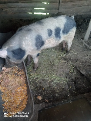 porci de vanzare