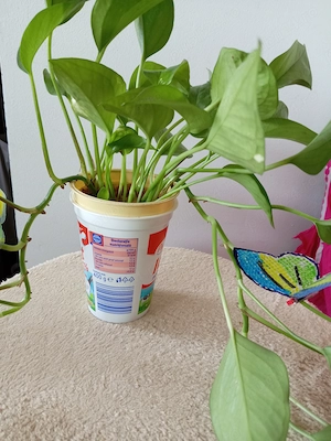 Iedera diavolului -pothos -doar pentru interior.	