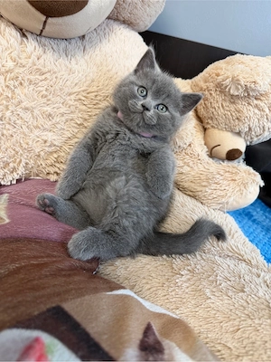 British Shorthair fetițe blue și crem 