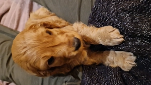 Trei fetite cocker cauta familii iubitoare - imagine 5