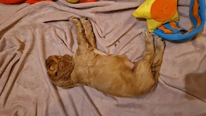 Trei fetite cocker cauta familii iubitoare - imagine 2