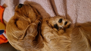 Trei fetite cocker cauta familii iubitoare - imagine 3