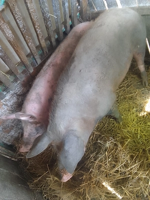 Porci de țară , 120-150kg! - imagine 2