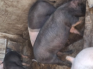 Porci 50-80 kg Bazna ,Marele Alb cu Pic  - imagine 2