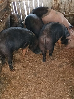 Porci 50-80 kg Bazna ,Marele Alb cu Pic 