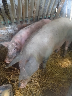 Porci de țară , 120-150kg!