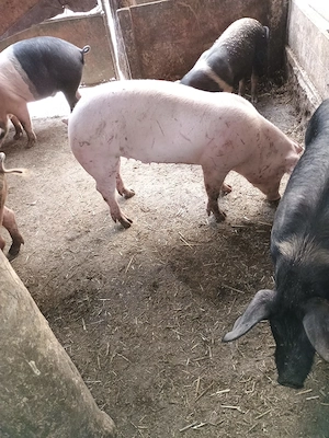 Porci 50-80 kg Bazna ,Marele Alb cu Pic  - imagine 3