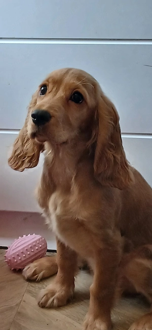 Cocker Spaniel
