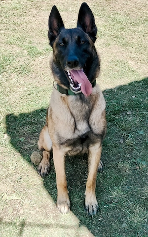 Vand Pui de Ciobanesc Belgian Malinois - imagine 2