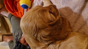 Trei fetite cocker cauta familii iubitoare - imagine 4