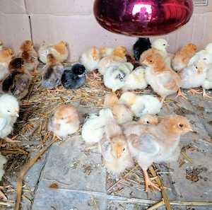 Pui de gaina romanesti de tara - 3-5 zile - imagine 2