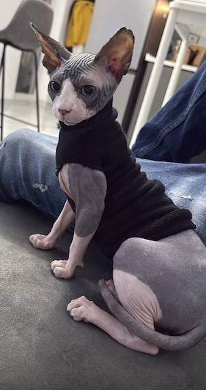 Sphinx Femela București  - imagine 3