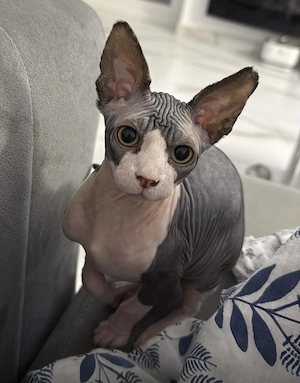 Sphinx Femela București  - imagine 2