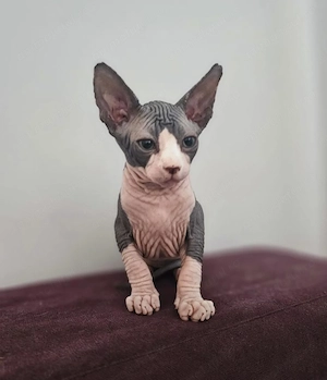 Sphinx Femela București 