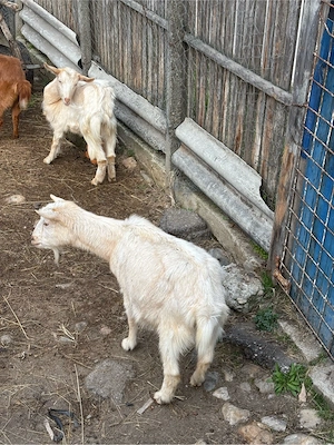 vand capre cu iezi - imagine 2