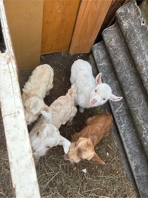 vand capre cu iezi - imagine 4