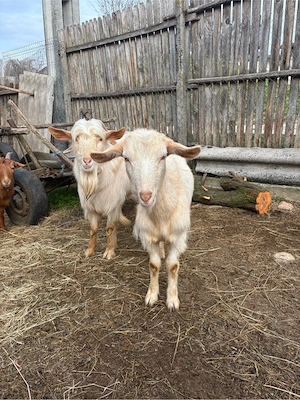 vand capre cu iezi - imagine 3