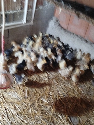 Vand pui de găină taranesti 