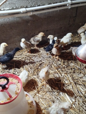 Vand pui de găină taranesti  - imagine 2