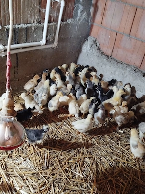 Vand pui de găină taranesti  - imagine 4