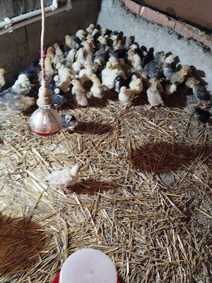 Vand pui de găină taranesti  - imagine 3