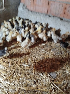 Vand pui de găină taranesti  - imagine 5