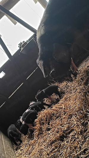 Scroafă bazna cu purcei  - imagine 2