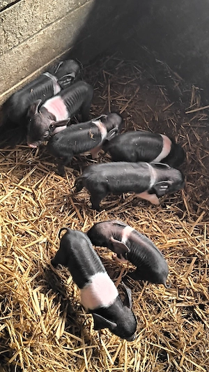 Scroafă bazna cu purcei  - imagine 3