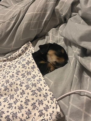 Vand teckel cu bichon de o luna - imagine 2