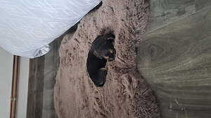 Vand teckel cu bichon de o luna - imagine 3