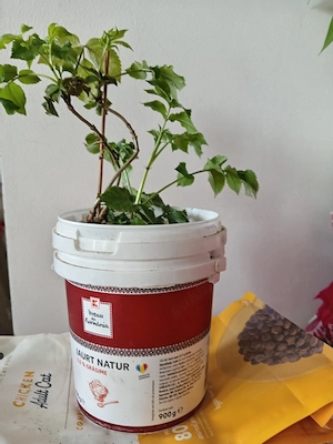 Soc (Sambucus nigra)