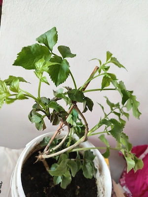 Soc (Sambucus nigra) - imagine 2