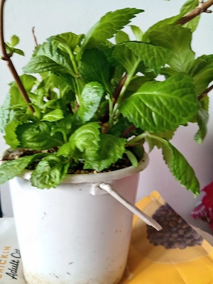 Hortensie   Hydrangea
