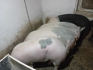 Porci de vânzare 