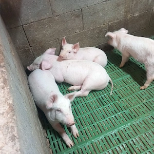 purcei 6-7 săpt - imagine 2