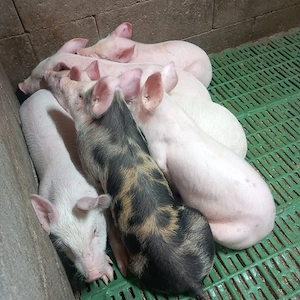 purcei 6-7 săpt - imagine 3