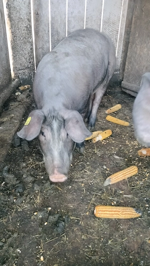 Vând porci de carne 