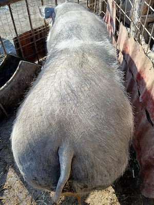 Porc mare de vanzare  - imagine 2