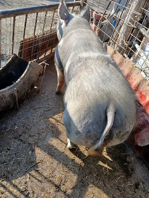 Porc mare de vanzare  - imagine 4