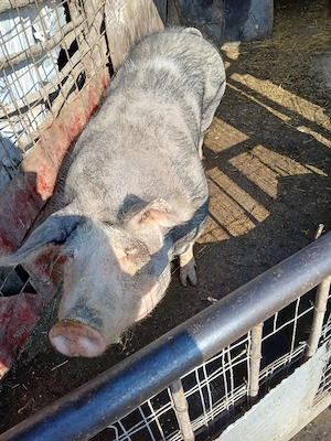 Porc mare de vanzare  - imagine 3