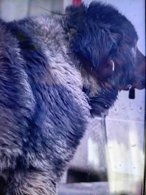 Vind cățelușă de rasă Ciobănesc  - imagine 2