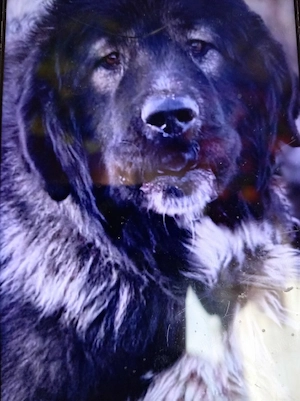 Vind cățelușă de rasă Ciobănesc 